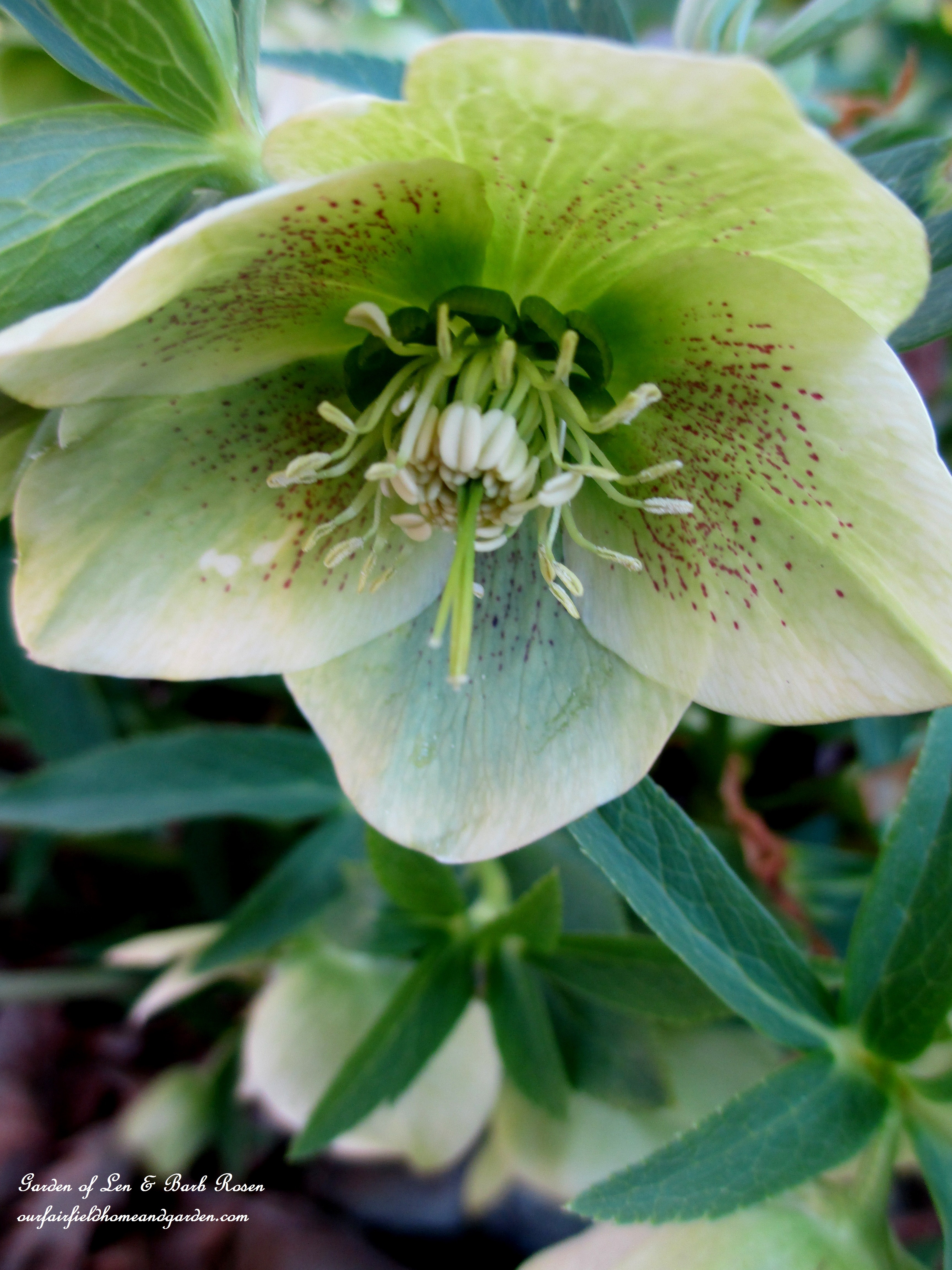 Hellebore https://ourfairfieldhomeandgarden.com/signs-of-spring-at-our-fairfield-home-garden/