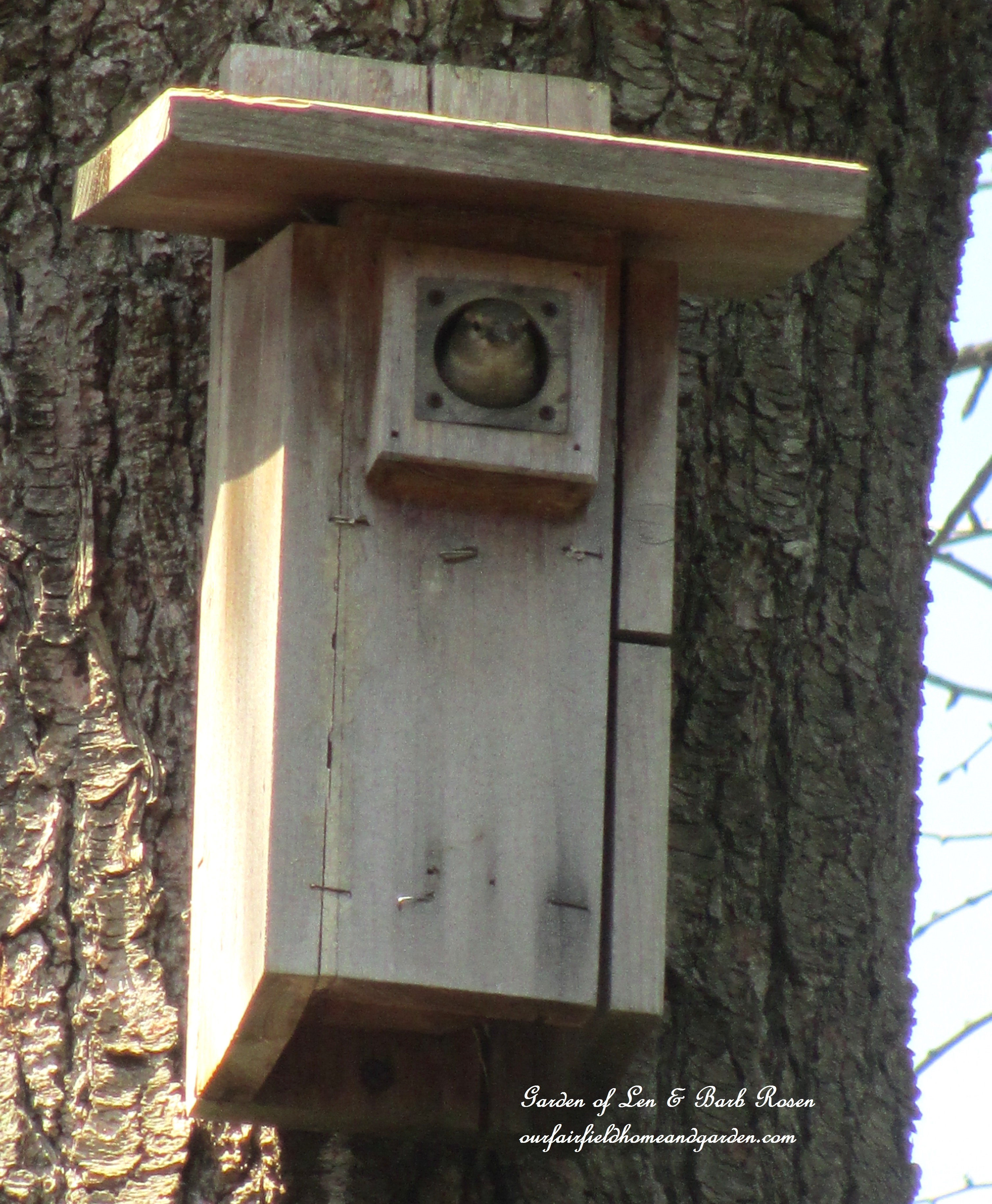 nesting bird https://ourfairfieldhomeandgarden.com/signs-of-spring-at-our-fairfield-home-garden/