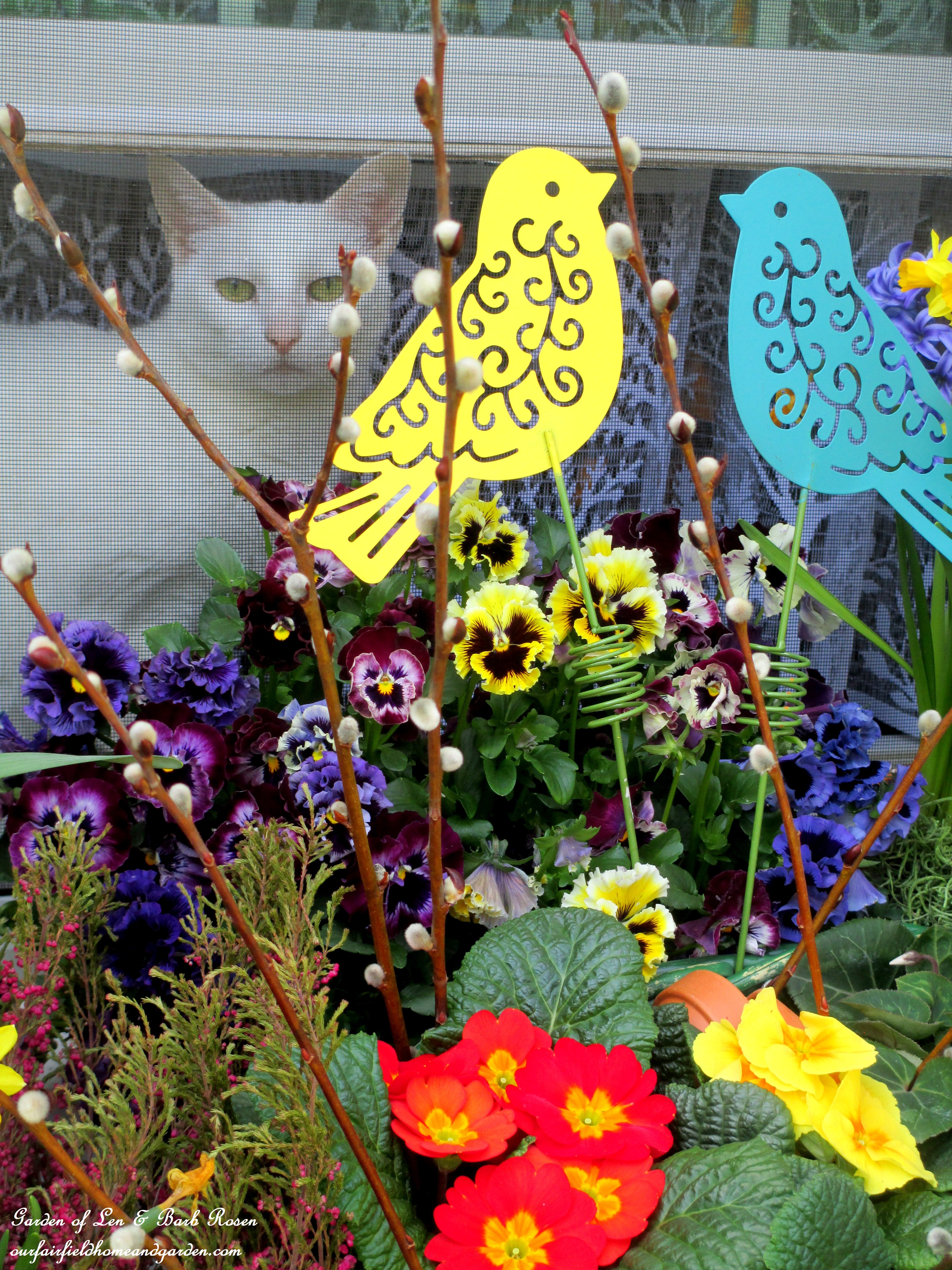 cat in window https://ourfairfieldhomeandgarden.com/signs-of-spring-at-our-fairfield-home-garden/