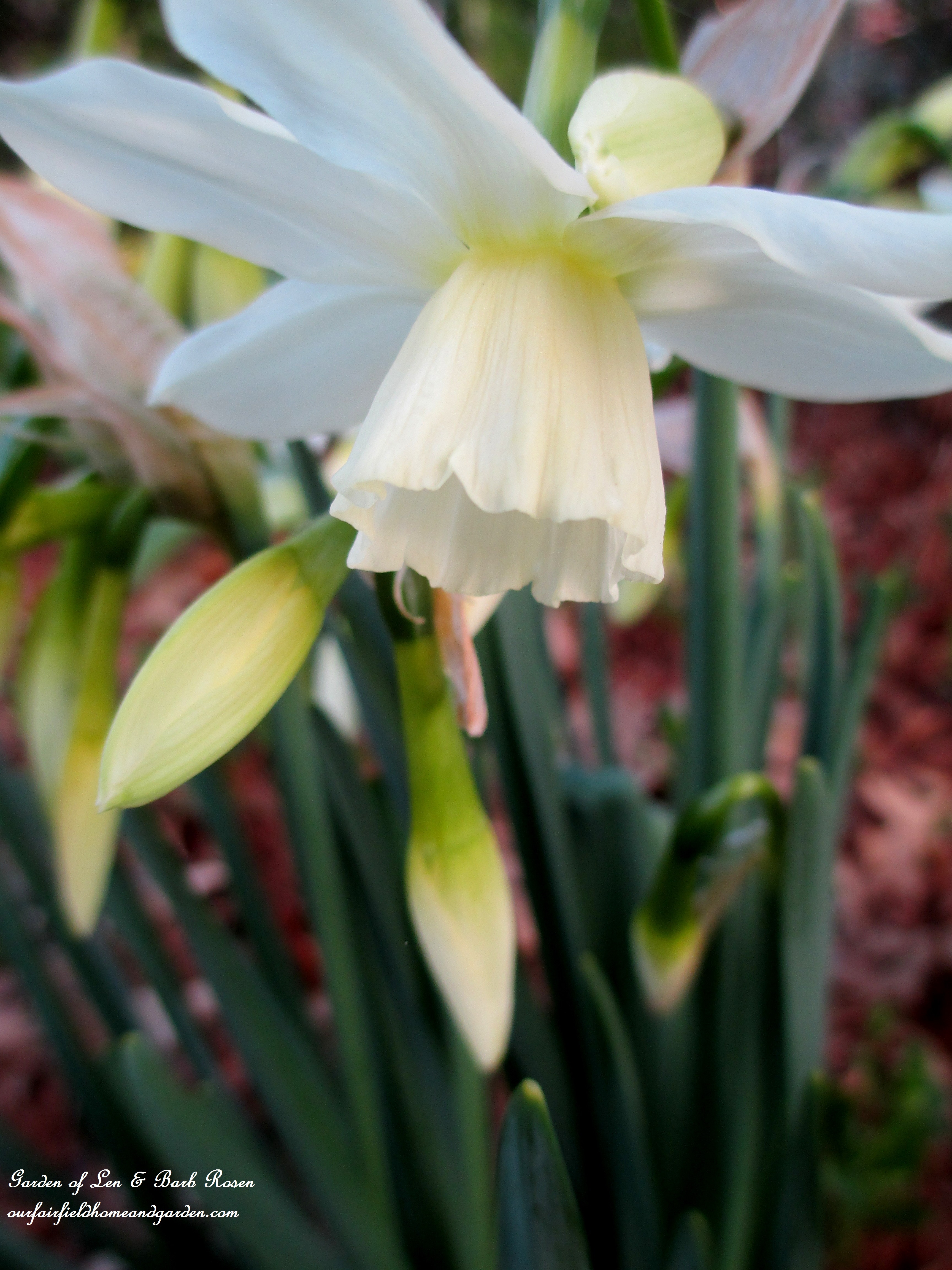 narcissus "Thalia" https://ourfairfieldhomeandgarden.com/signs-of-spring-at-our-fairfield-home-garden/