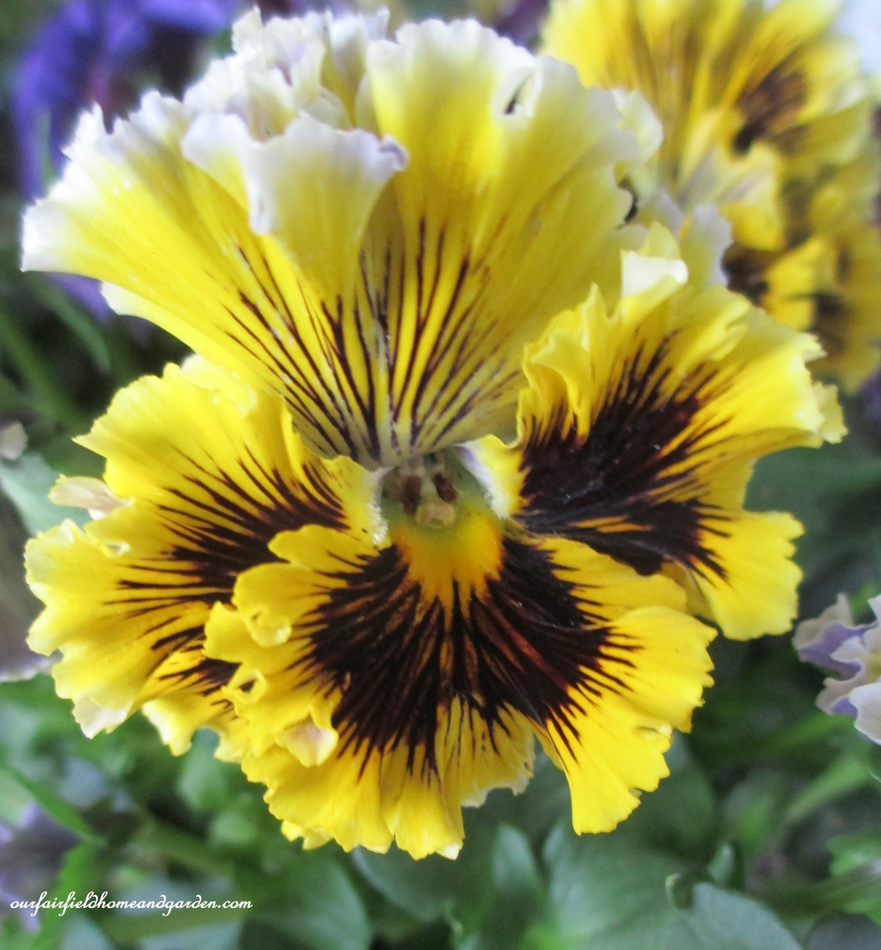 pansy https://ourfairfieldhomeandgarden.com/signs-of-spring-at-our-fairfield-home-garden/