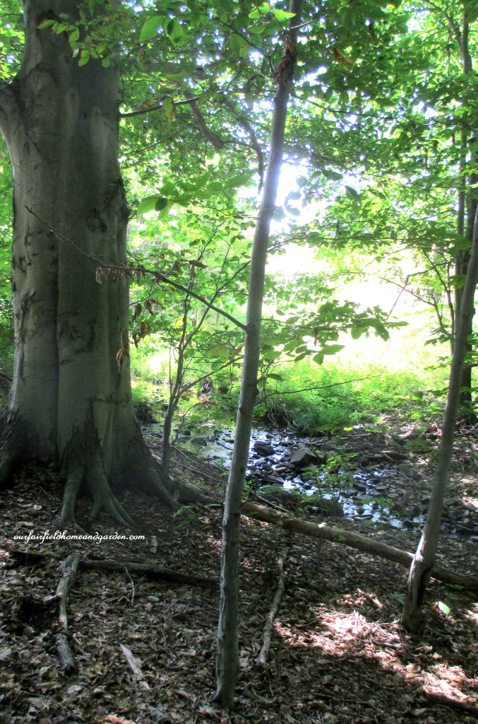 Beechwood Forest https://ourfairfieldhomeandgarden.com/longwood-gardens-a-walk-in-the-meadow/