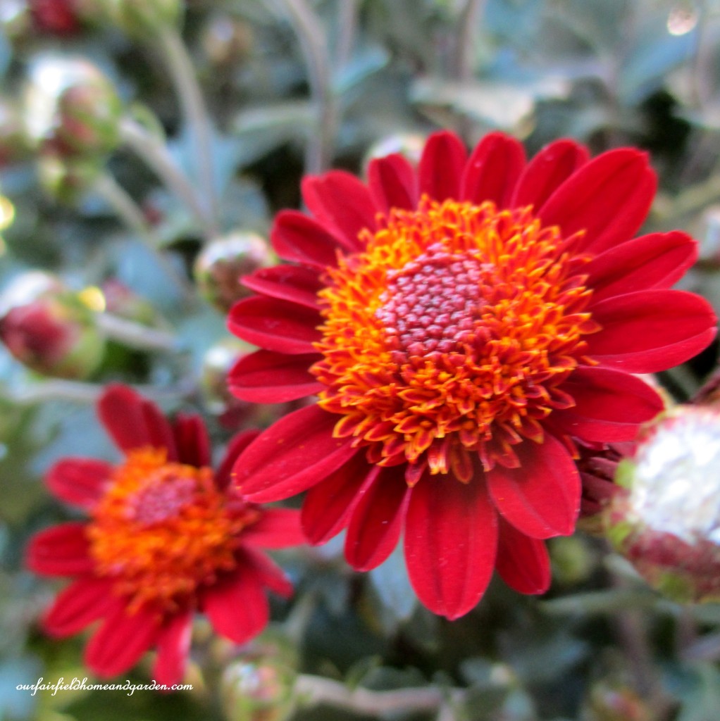 Red Anemone Mum https://ourfairfieldhomeandgarden.com/field-trip-chrysanthemum-festival-at-longwood-gardens/