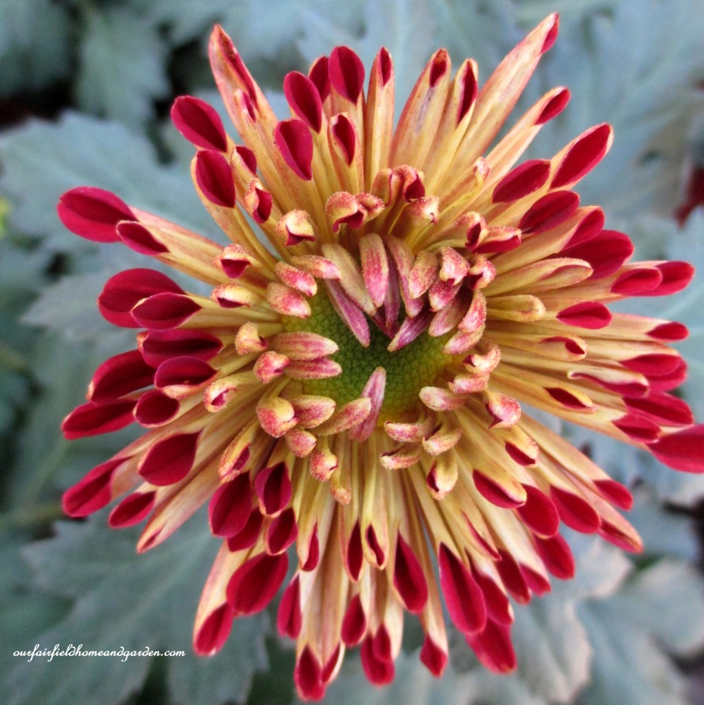 opening bloom https://ourfairfieldhomeandgarden.com/field-trip-chrysanthemum-festival-at-longwood-gardens/