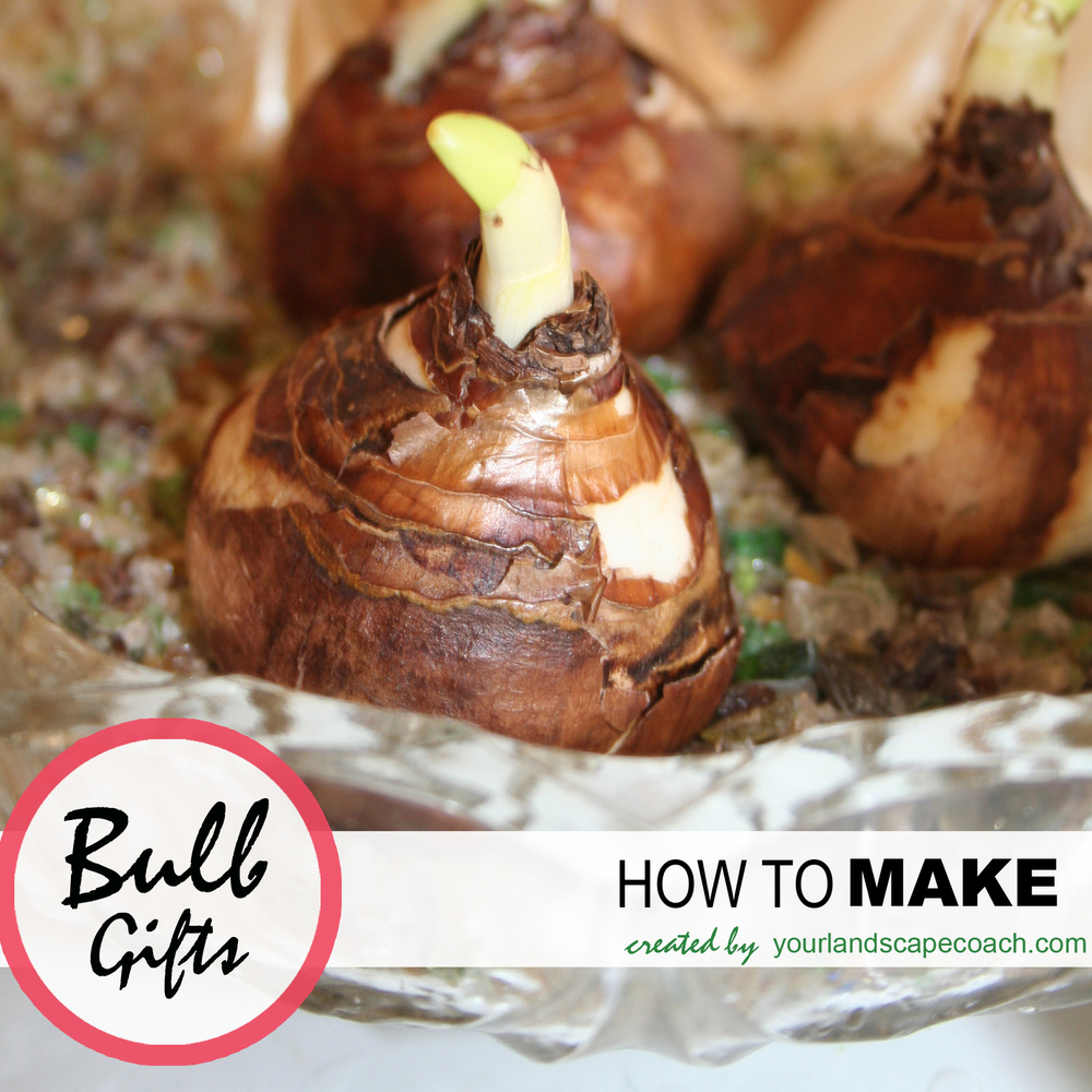 Bulb gifts http://www.browngreenandmore.com/sageadviceblog/gifts-from-the-garden