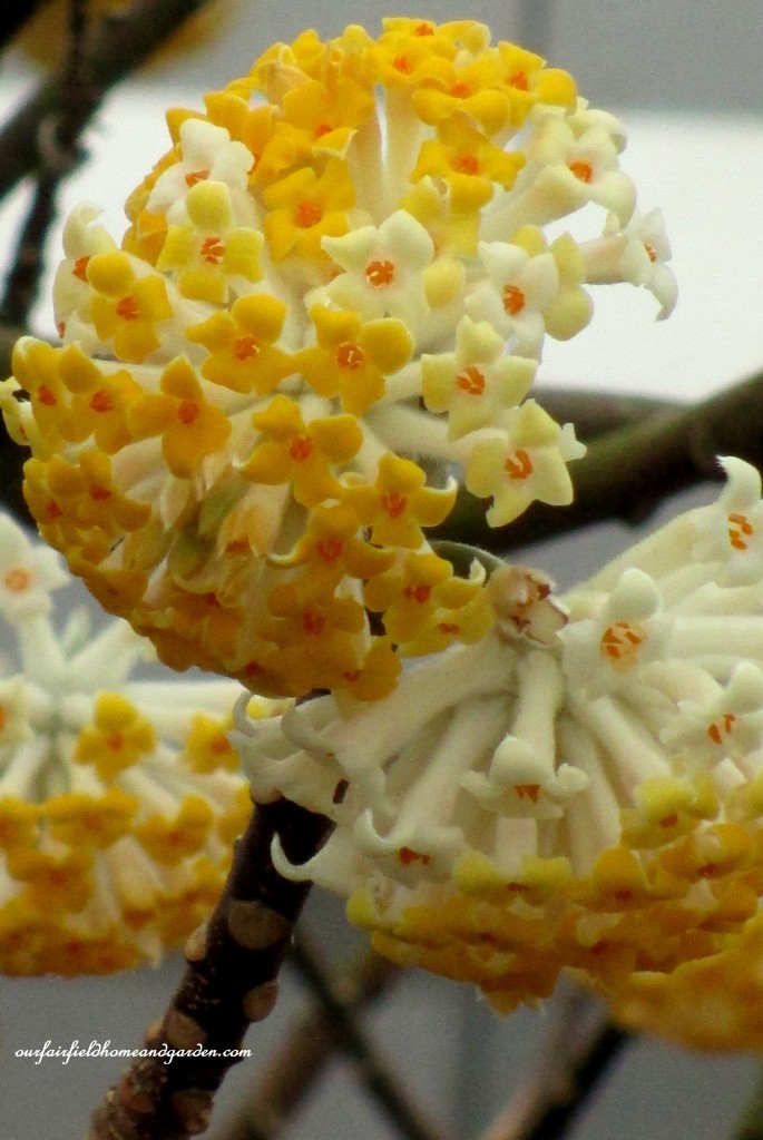 Edgeworthia ~ Paper Bush https://ourfairfieldhomeandgarden.com/a-visit-to-longwood-gardens-orchid-extravaganza-2015/