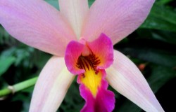 Longwood Gardens Orchid