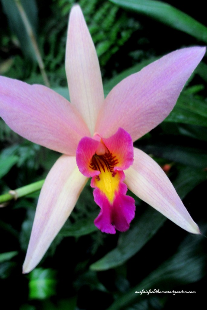 Longwood Gardens Orchid https://ourfairfieldhomeandgarden.com/a-visit-to-longwood-gardens-orchid-extravaganza-2015/