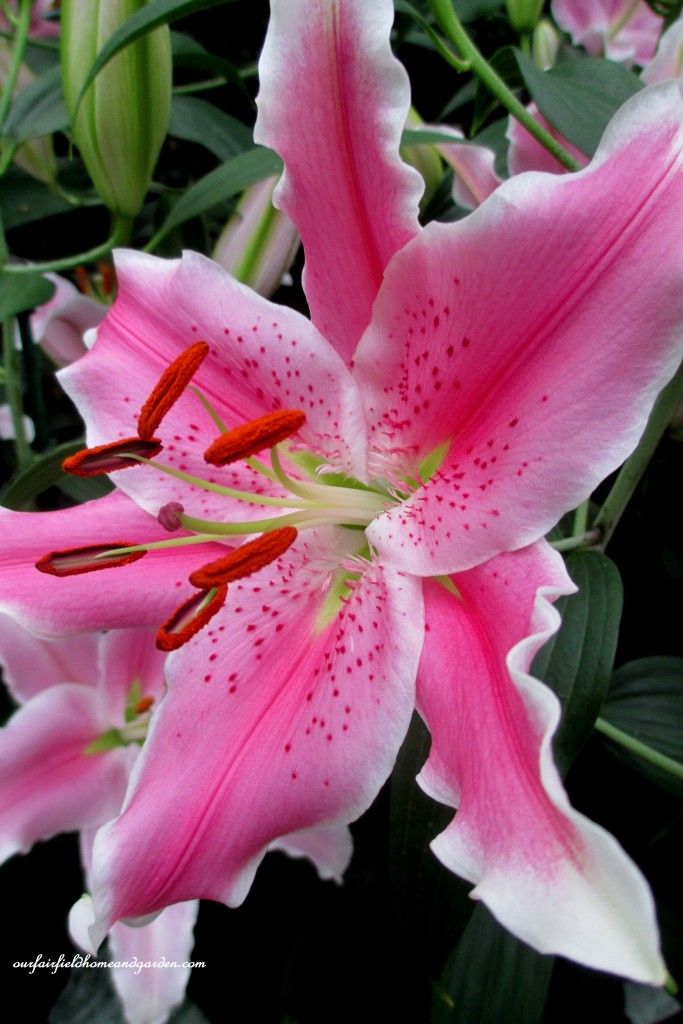 Lilies "Sorbonne" https://ourfairfieldhomeandgarden.com/a-visit-to-longwood-gardens-orchid-extravaganza-2015/