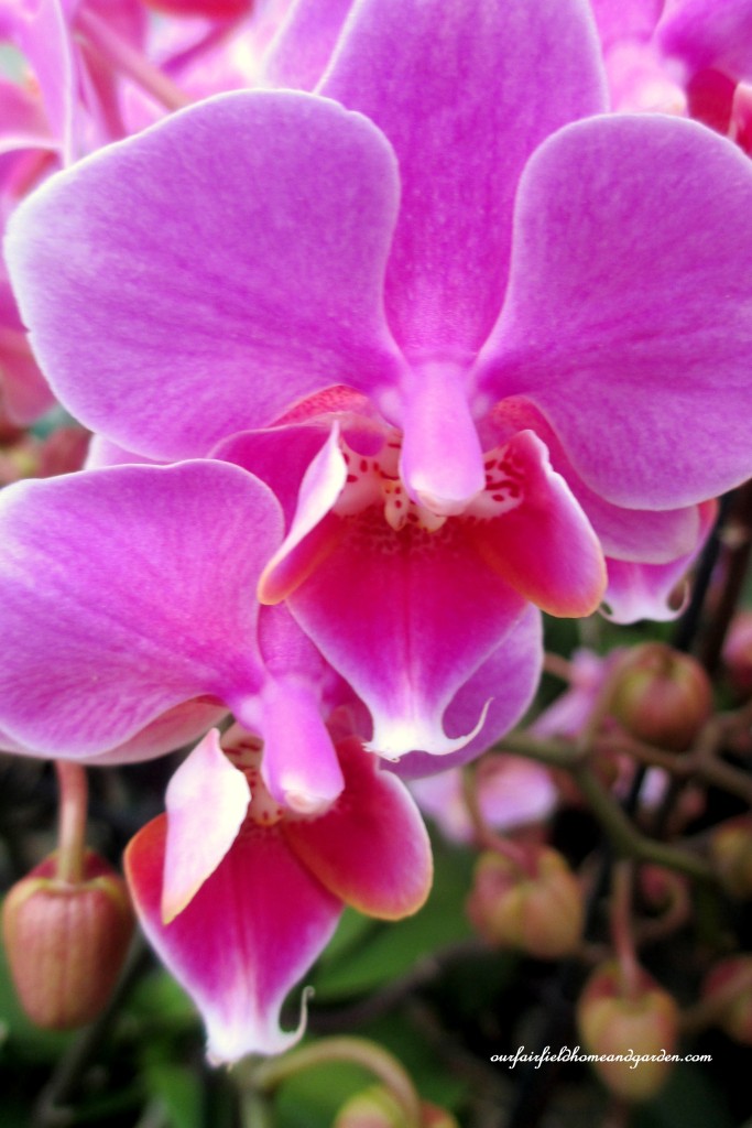 Longwood Gardens Orchids https://ourfairfieldhomeandgarden.com/a-visit-to-longwood-gardens-orchid-extravaganza-2015/