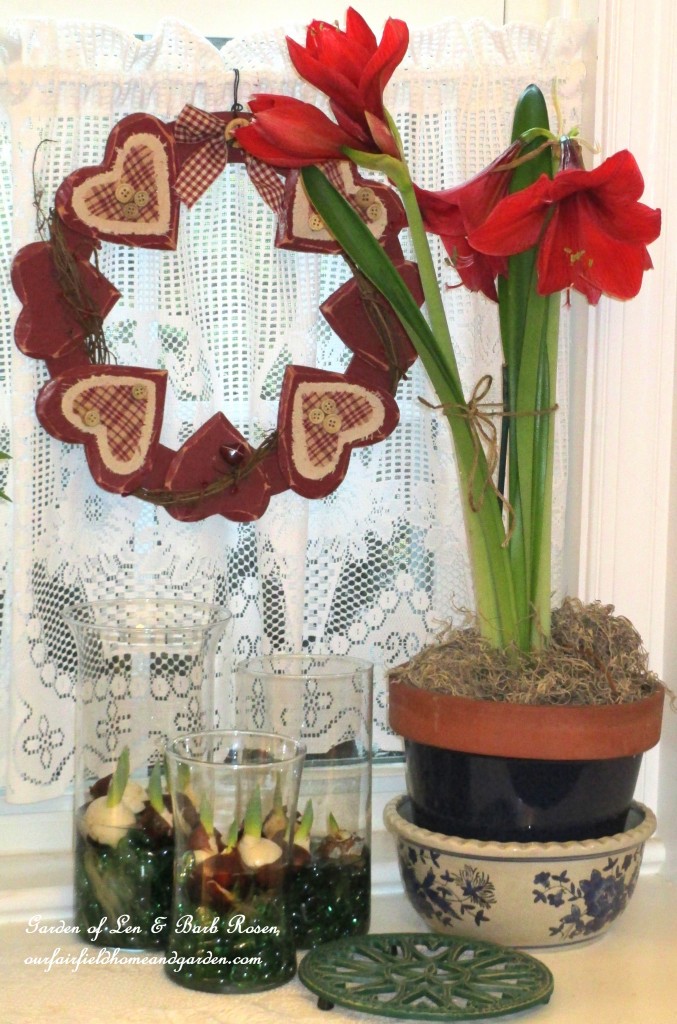 Amaryllis and pre-chilled tulips https://ourfairfieldhomeandgarden.com/be-my-valentine-win-an-amaryllis/