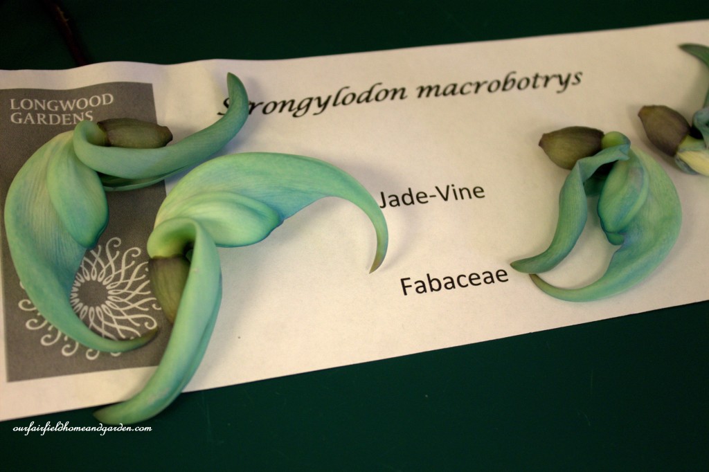 Jade Vine Petals https://ourfairfieldhomeandgarden.com/jade-vine-strongylodon-macrobotrys/