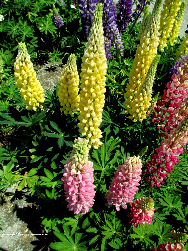 Colorful Lupines at Lone Pine Nursery https://ourfairfieldhomeandgarden.com/road-trip-lancaster-county-greenhouses/