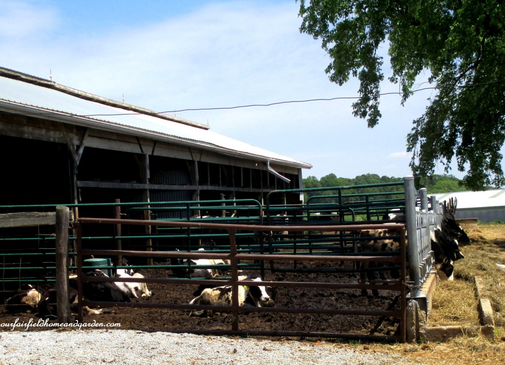 Dairy Cows In the Yard https://ourfairfieldhomeandgarden.com/road-trip-lancaster-county-greenhouses/