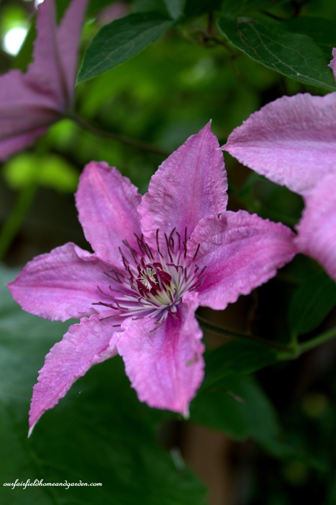 Pink Clematis ~ Cottage In the Roses https://ourfairfieldhomeandgarden.com/cottage-in-the-roses/