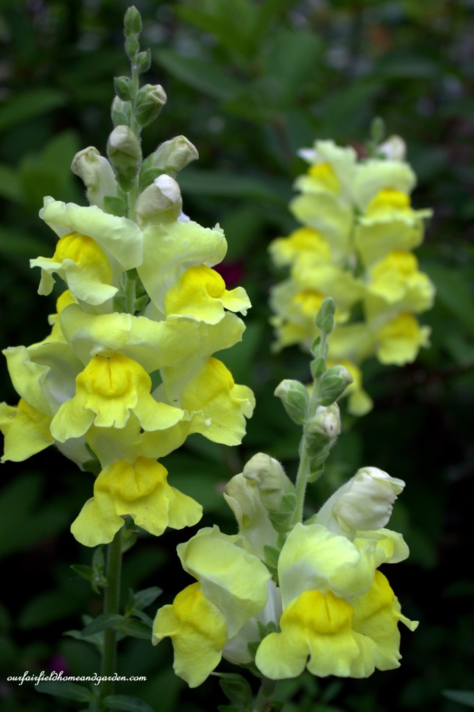 Yellow Snapdragons ~ Cottage In the Roses https://ourfairfieldhomeandgarden.com/cottage-in-the-roses/