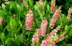 Clethra "Ruby Spice"
