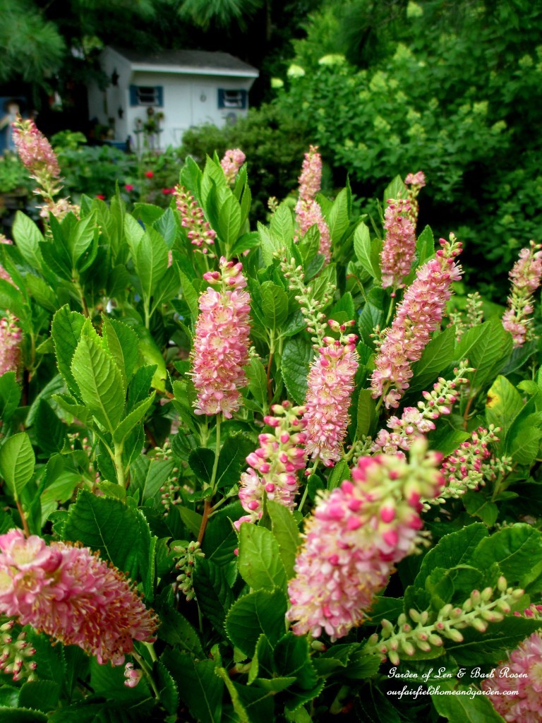 Clethra "Ruby Spice" https://ourfairfieldhomeandgarden.com/plants-to-consider/