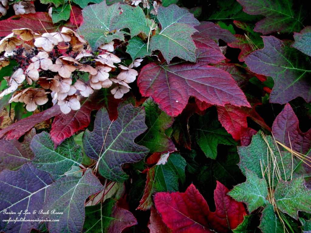 Oak Leaf Hydrangea in Fall