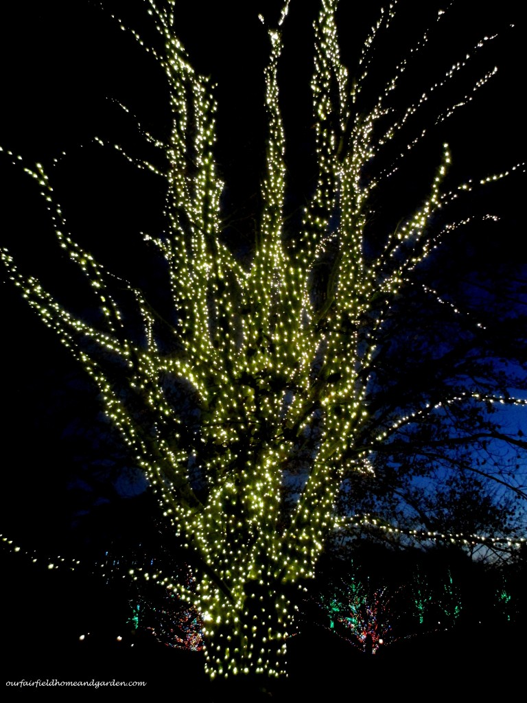 Lighted trees at Longwood https://ourfairfieldhomeandgarden.com/a-longwood-christmas-evening-stroll/