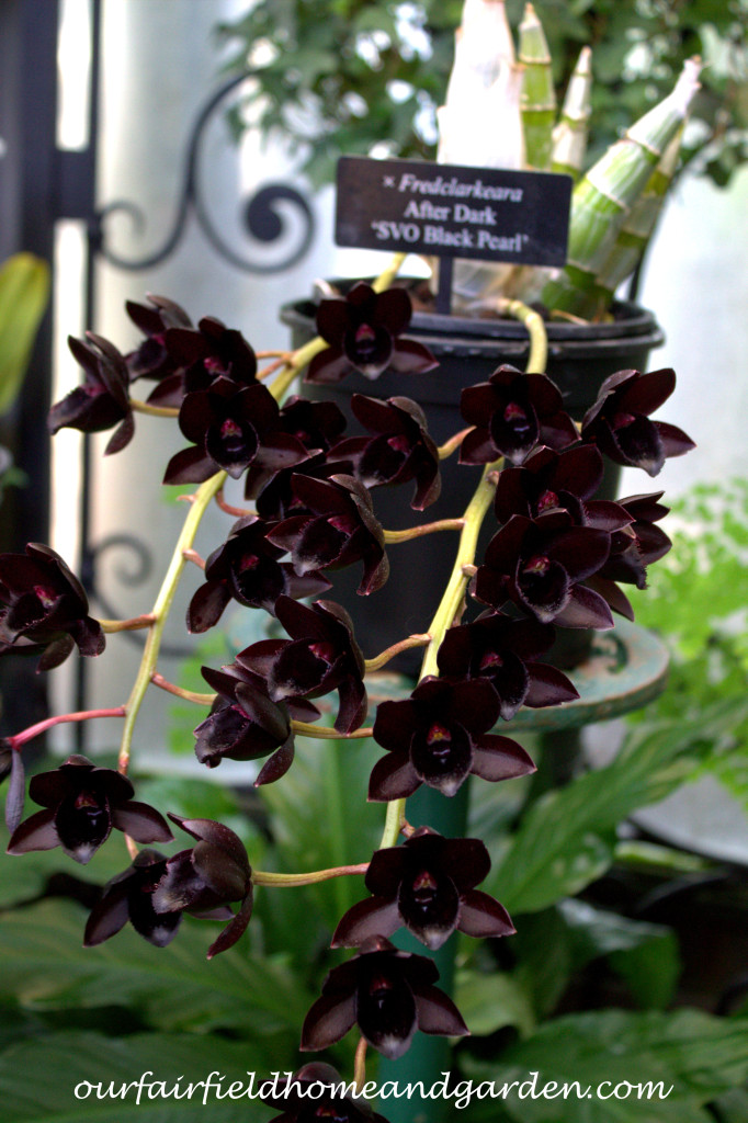 Black Orchid ~ Orchid x Fredclarkeara, After Dark 'SVO Black Pearl' https://ourfairfieldhomeandgarden.com/black-orchids-field-trip-to-longwood-gardens/