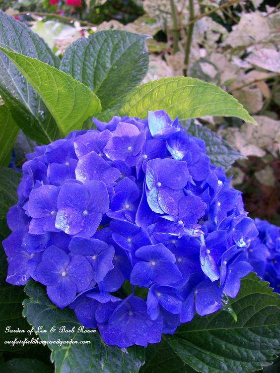 Blue Hydrangea https://ourfairfieldhomeandgarden.com/blue-hydrangeas-how-to-get-and-keep-those-blue-blooms/
