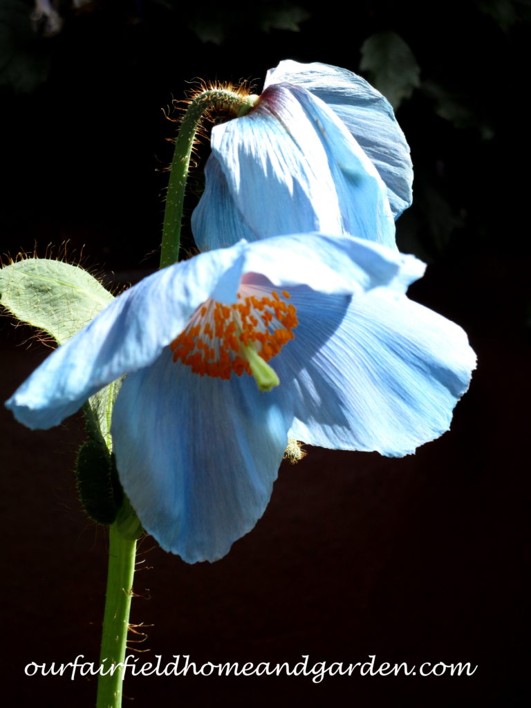 Himalayan Blue Poppies https://ourfairfieldhomeandgarden.com/himalayan-blue-poppies-a-gardeners-dream/