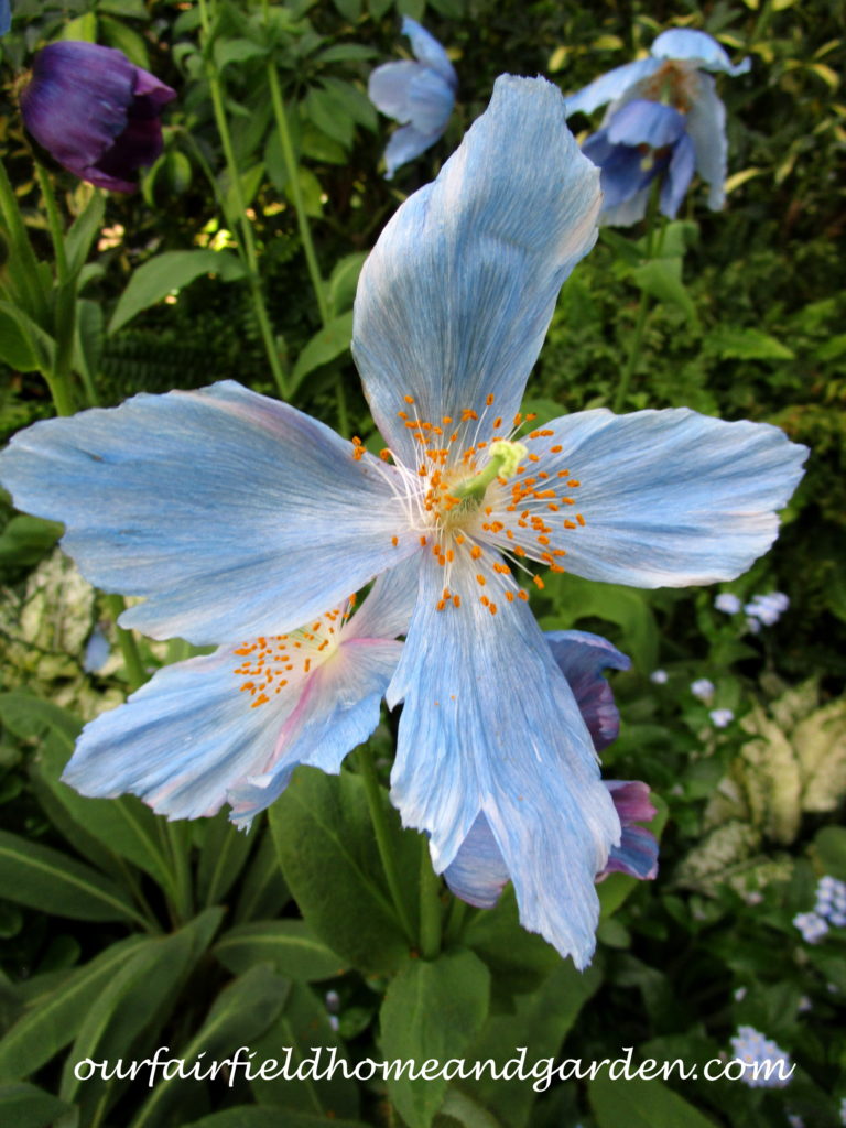 Blue Poppieshttps://ourfairfieldhomeandgarden.com/himalayan-blue-poppies-a-gardeners-dream/