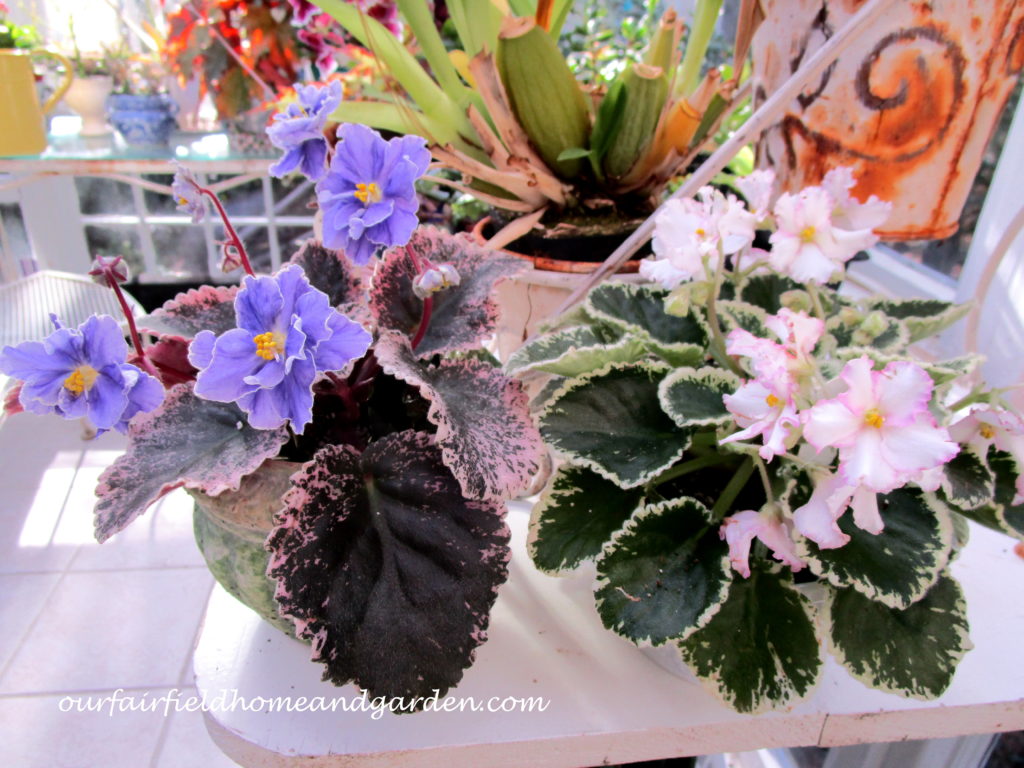 Free Houseplants https://ourfairfieldhomeandgarden.com/free-houseplants-starting-begonias-from-a-leaf/