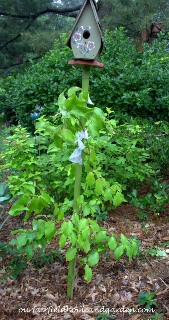 Cheesecloth in the Garden https://ourfairfieldhomeandgarden.com/cheesecloth-uses-in-the-garden-practical-and-recyclable/