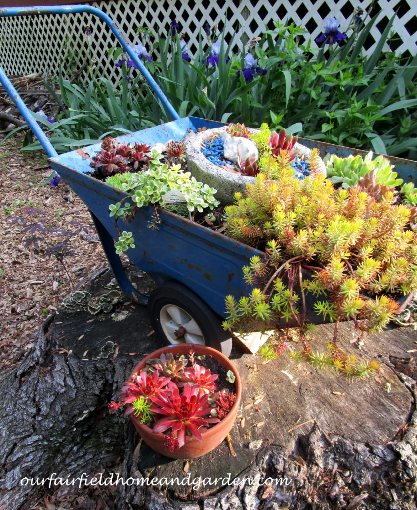 Succulent Wheelbarrow Planter https://ourfairfieldhomeandgarden.com/succulent-wheelbarrow-planter/