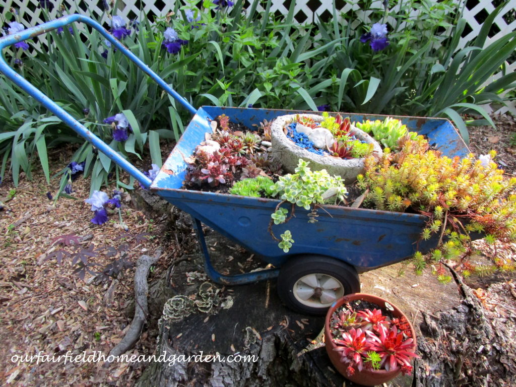 Succulent Wheelbarrow Planter https://ourfairfieldhomeandgarden.com/succulent-wheelbarrow-planter/