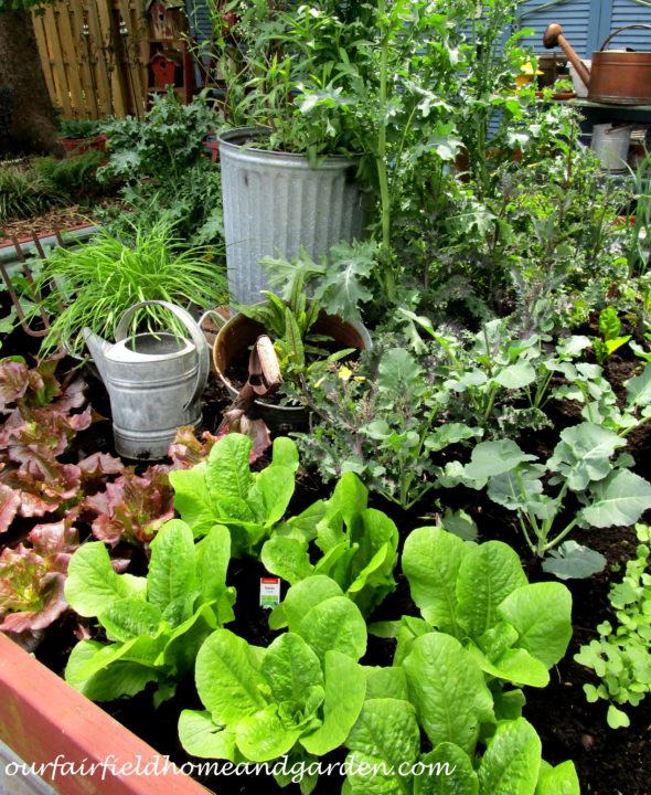 Share the Bounty https://ourfairfieldhomeandgarden.com/share-the-bounty-giving-back-by-gardening/