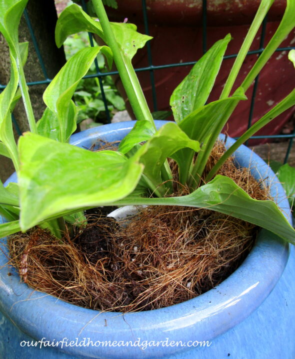 Plant Miniature Hostas in a Strawberry Pot!