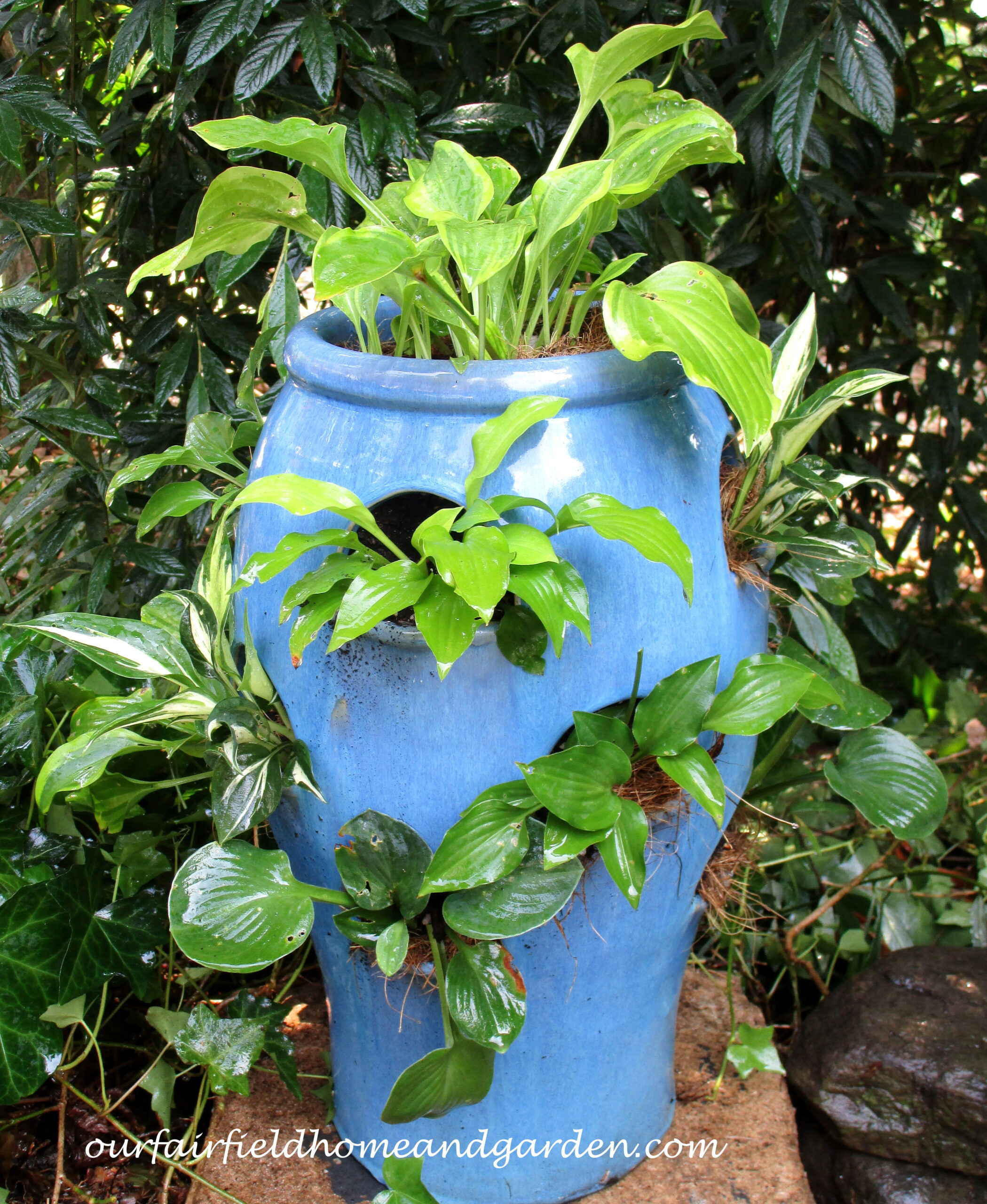Plant Miniature Hostas in a Strawberry Pot!